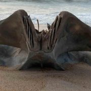 Encuentran enorme cráneo en una playa