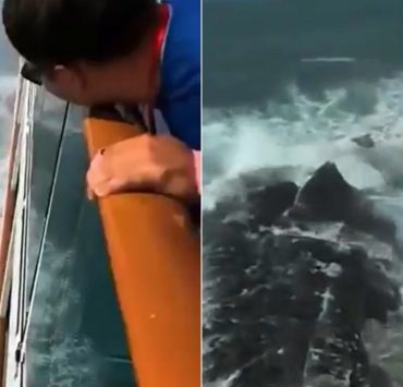 Extraña criatura aterroriza un barco