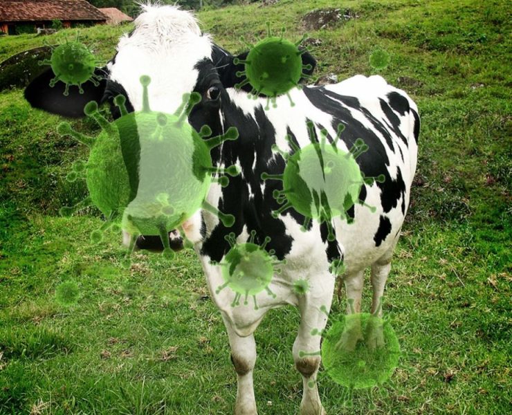 Un humano se contagia de gripe aviar