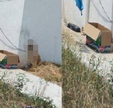 Imputan a mujer que dejo morir a su perrito amarrado en el sol