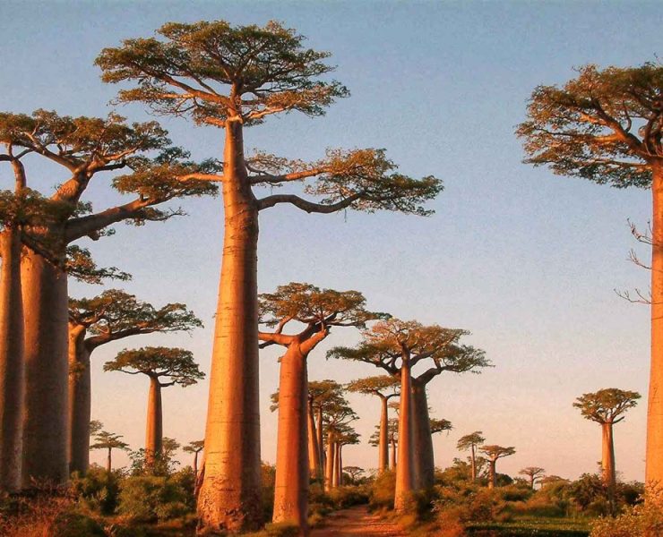 Científicos estudian los árboles baobabs