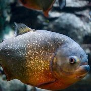 Descubren una nueva especie de piraña
