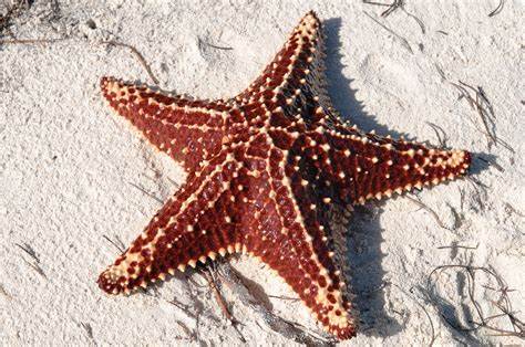 Una extraña estrella de mar