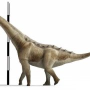 Descubren Nueva Especie de Dinosaurio Cuello Largo en España
