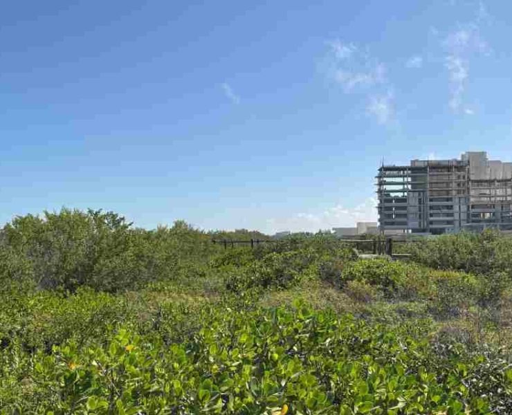 La nueva “Riviera Yucateca” arrasa con flora y fauna en Telchac Puerto